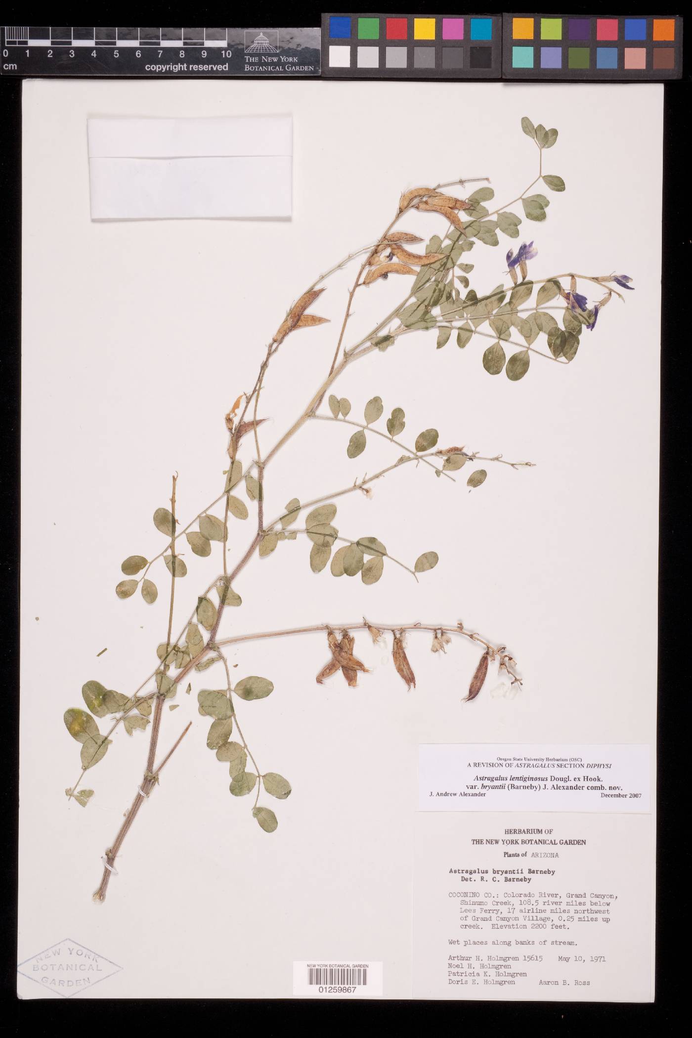 Astragalus lentiginosus var. bryantii image