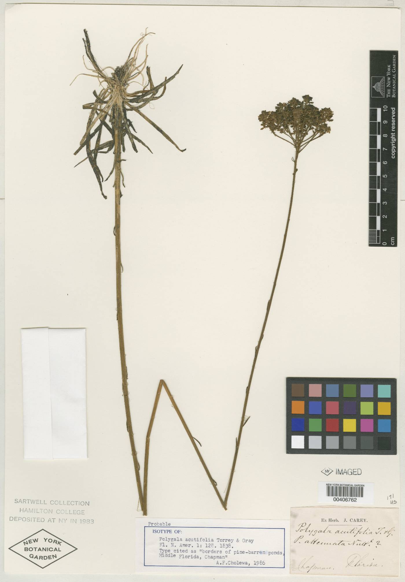 Polygala lancifolia image