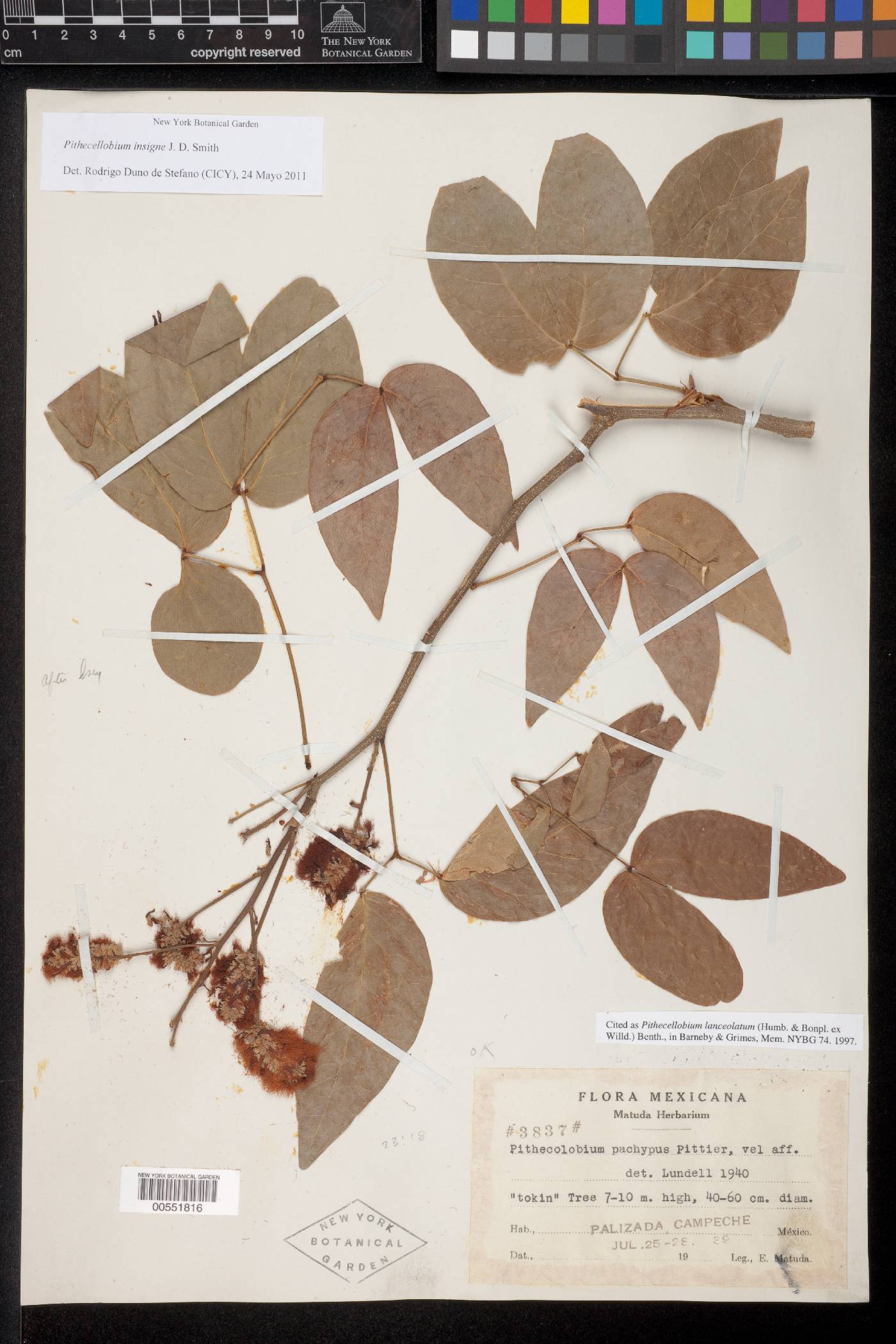 Pithecellobium insigne image