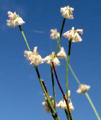 Eriogonum davidsonii image