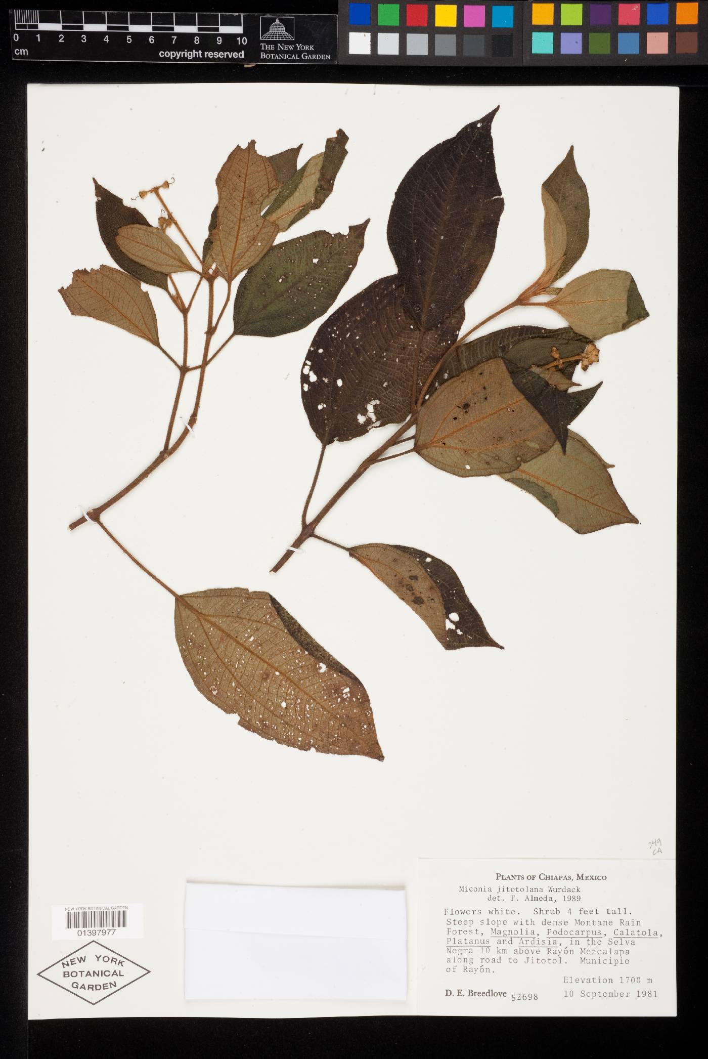 Miconia jitotolana image