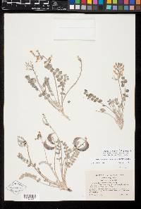 Astragalus tidestromii image