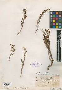 Penstemon roezlii image