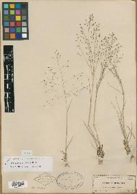 Eragrostis floridana image