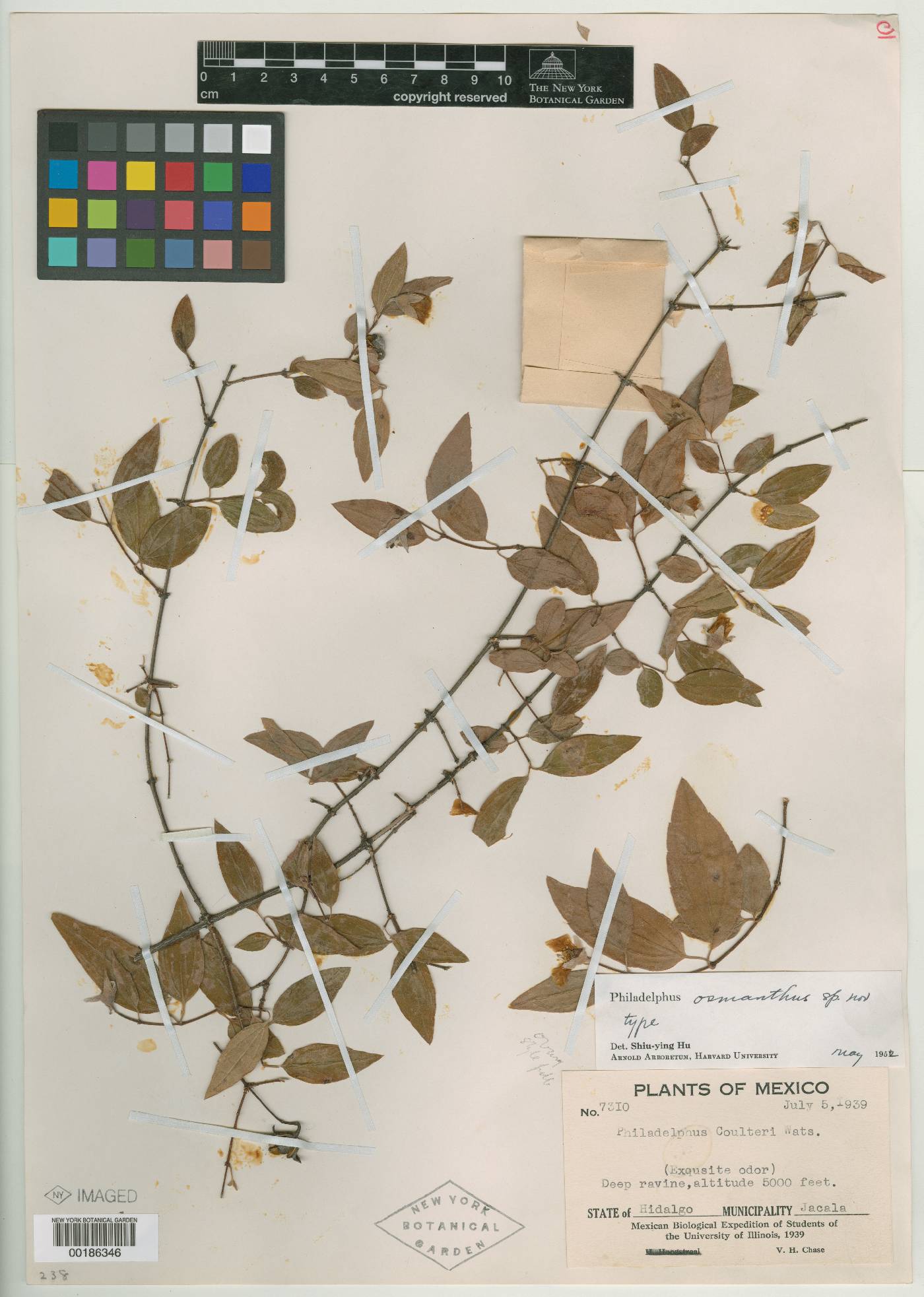 Philadelphus coulteri image