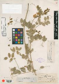 Lathyrus utahensis image