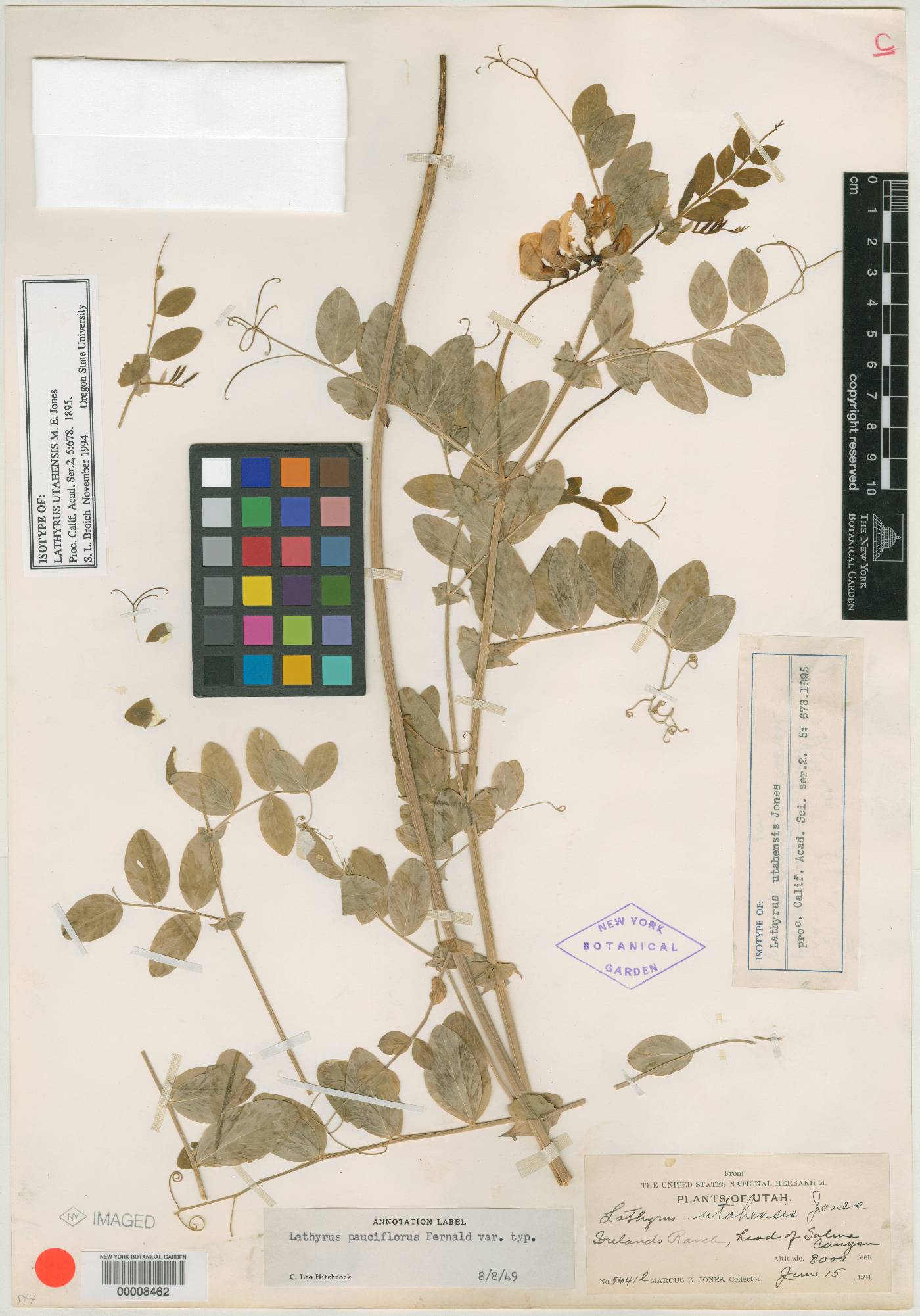 Lathyrus utahensis image