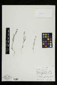 Cryptantha gracilis image