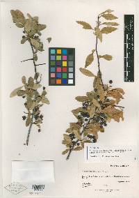 Crataegus douglasii image