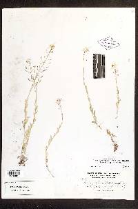 Draba oxyloba image