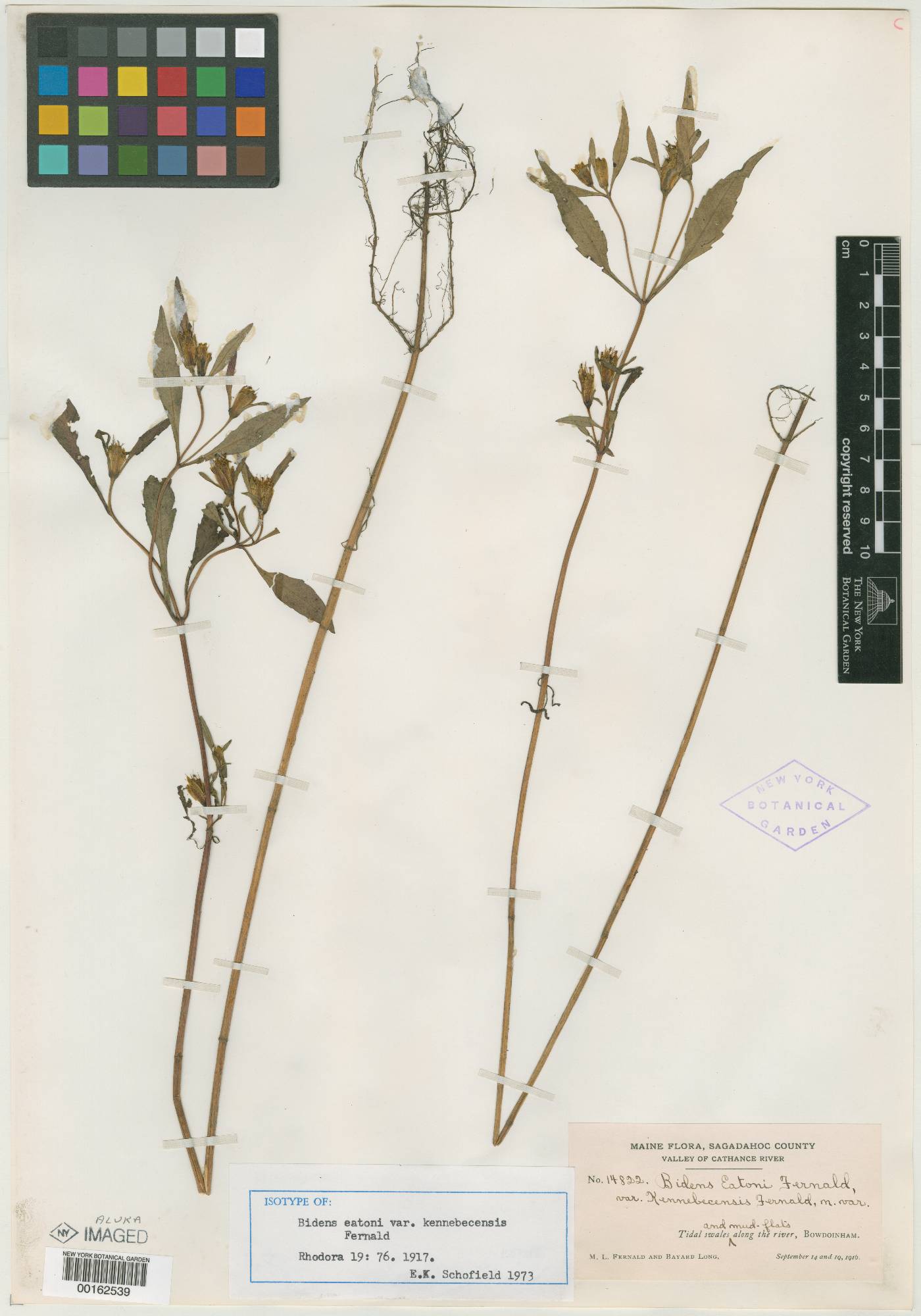 Bidens eatonii var. kennebecensis image