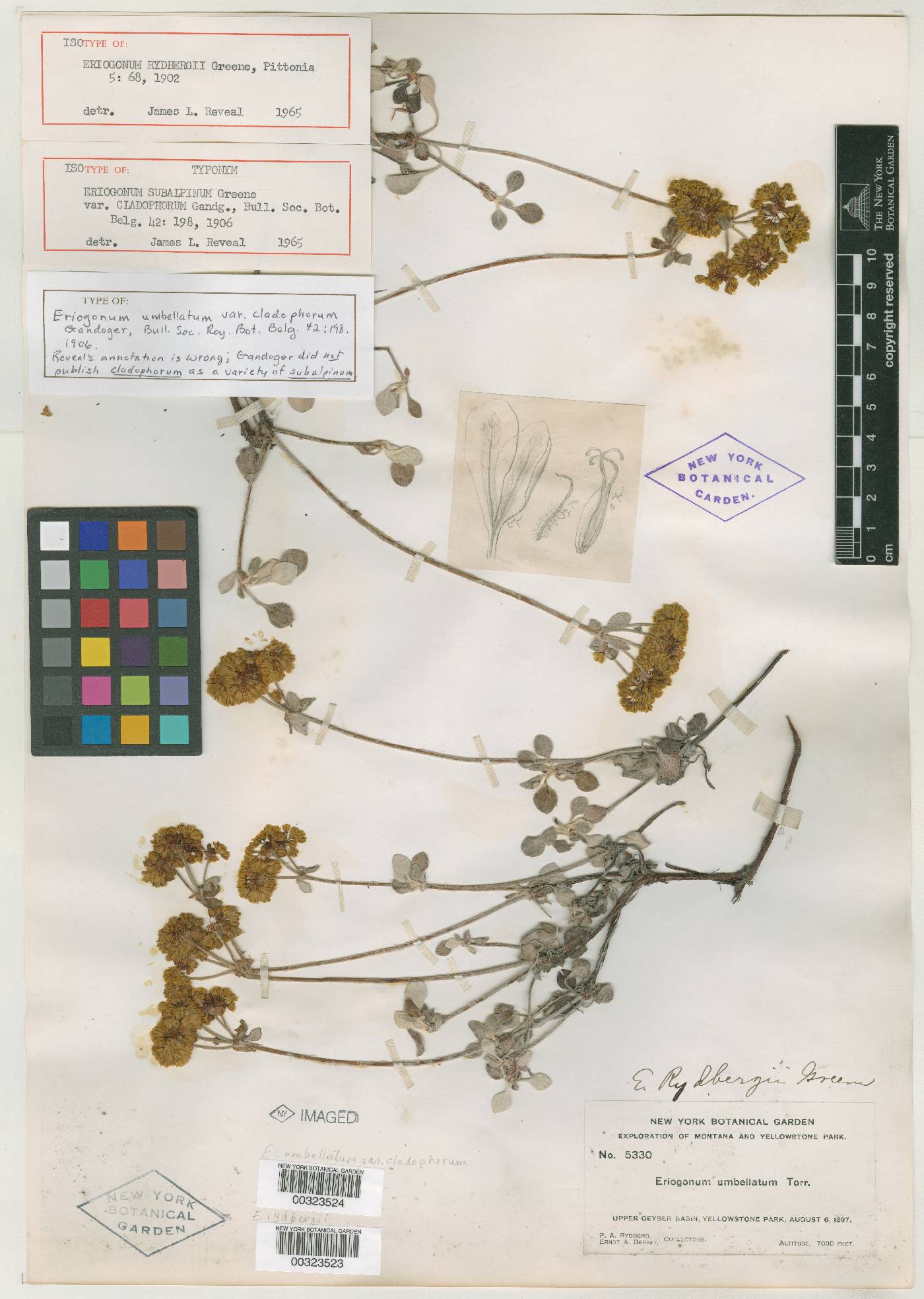 Eriogonum umbellatum var. cladophorum image