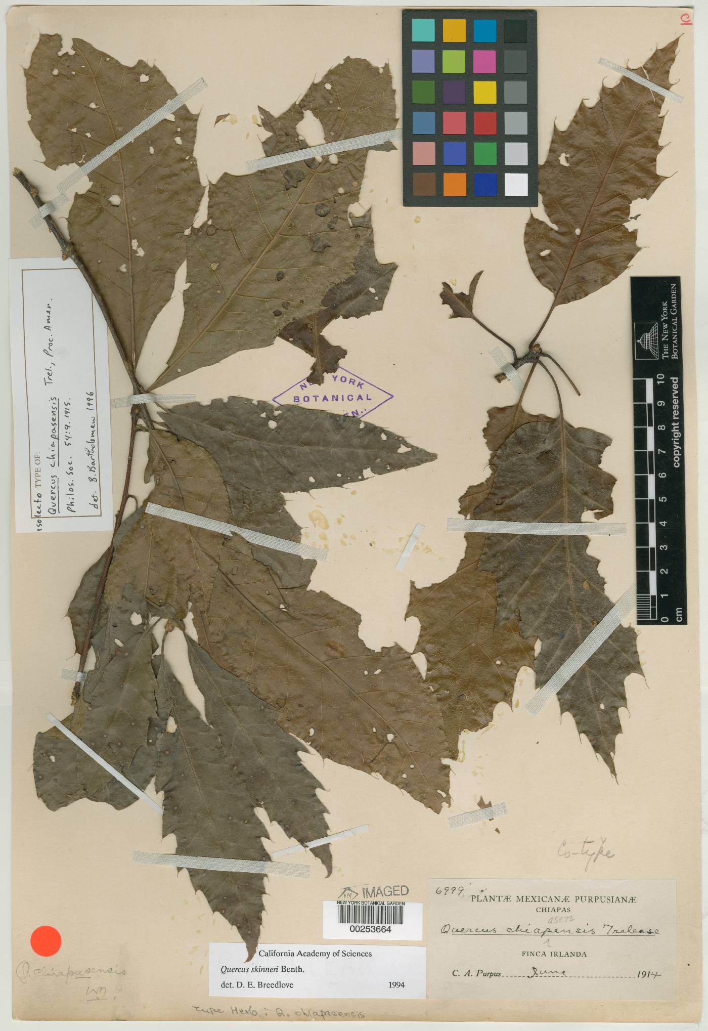 Quercus skinneri image