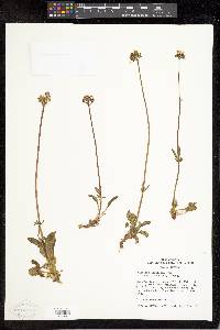 Valeriana acutiloba image