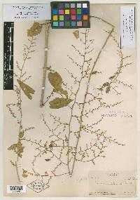 Iresine pacifica image