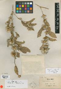 Nahuatlea arborescens image