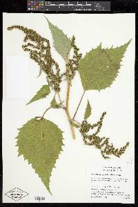 Cyclachaena xanthiifolia image