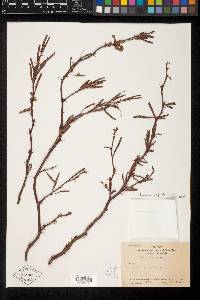Mimosa obstrigosa image