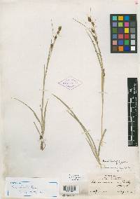 Carex madrensis image