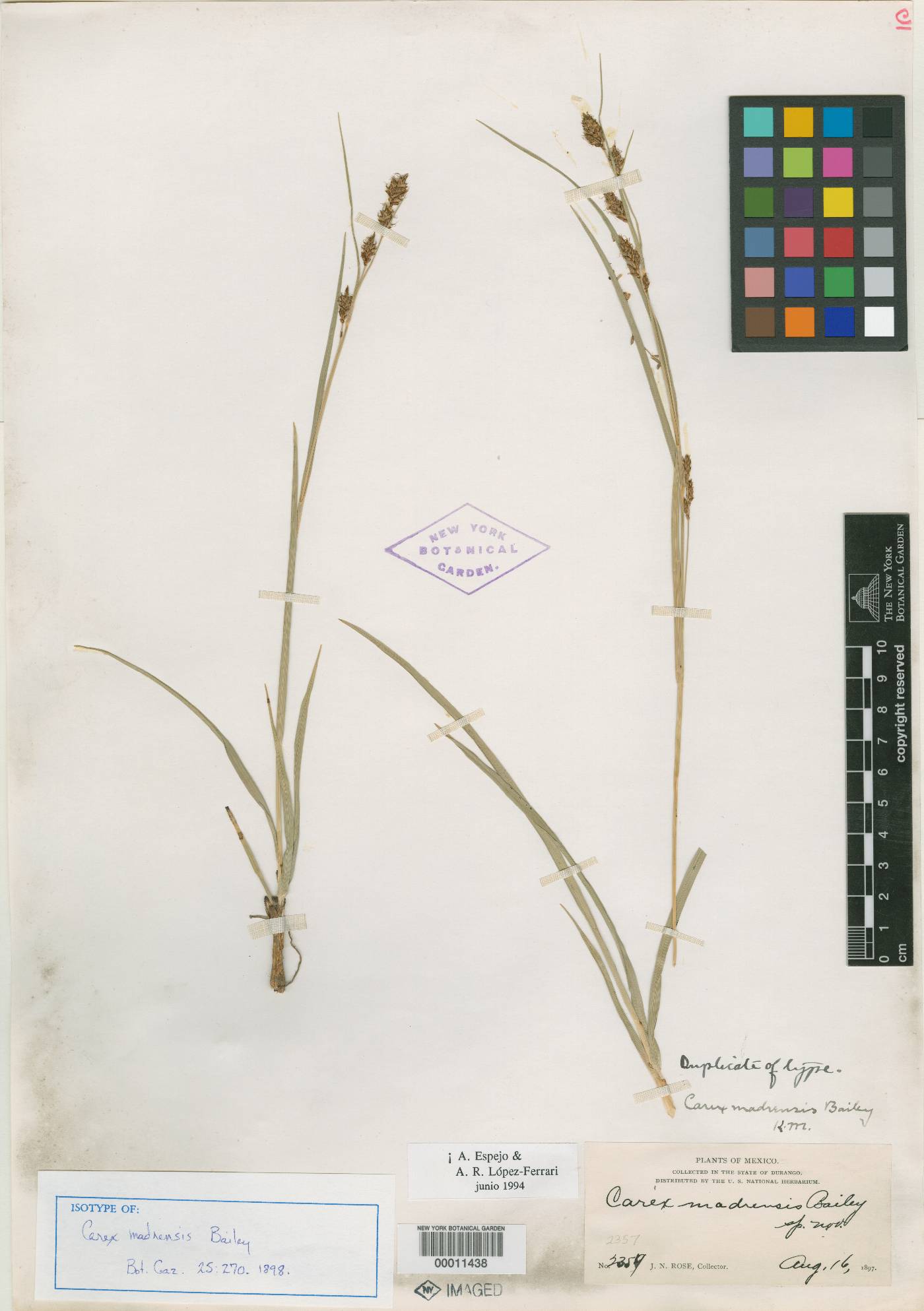 Carex madrensis image