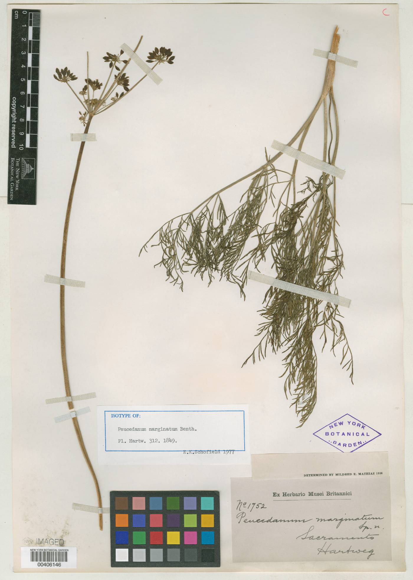 Peucedanum marginatum image