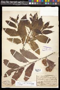 Castanea pumila var. ozarkensis image