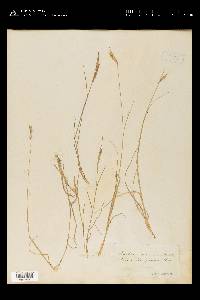 Spartina patens image