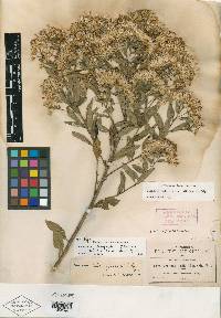 Critoniopsis salicifolia image