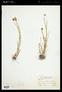 Juncus ensifolius var. montanus image