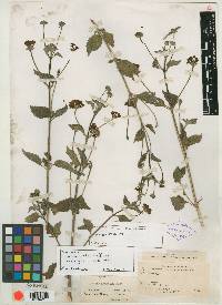 Lantana urticoides image