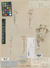 Linanthus bigelovii subsp. bigelovii image