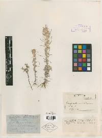 Helichrysum splendidum image
