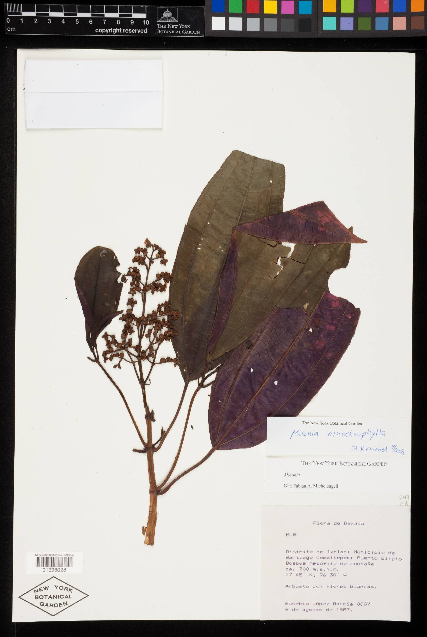 Miconia oinochrophylla image