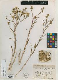 Hemizonia halliana image