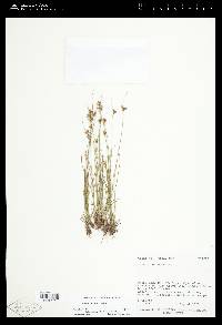 Juncus confusus image