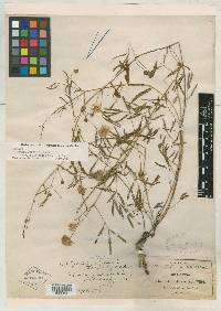 Mimosa quadrivalvis var. jaliscensis image