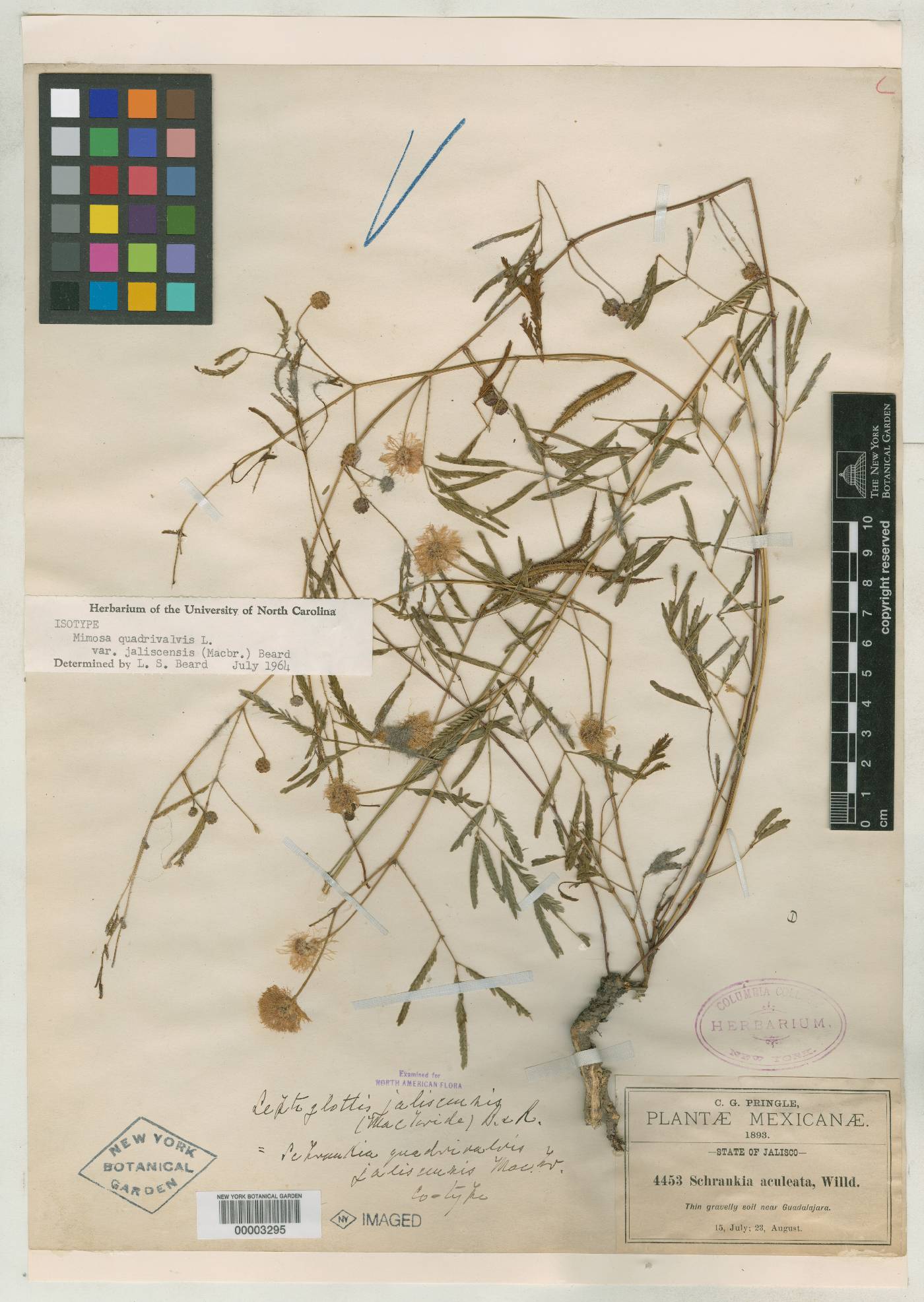 Mimosa quadrivalvis var. jaliscensis image