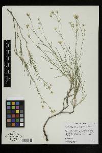 Eremogone macradenia var. ferrisiae image