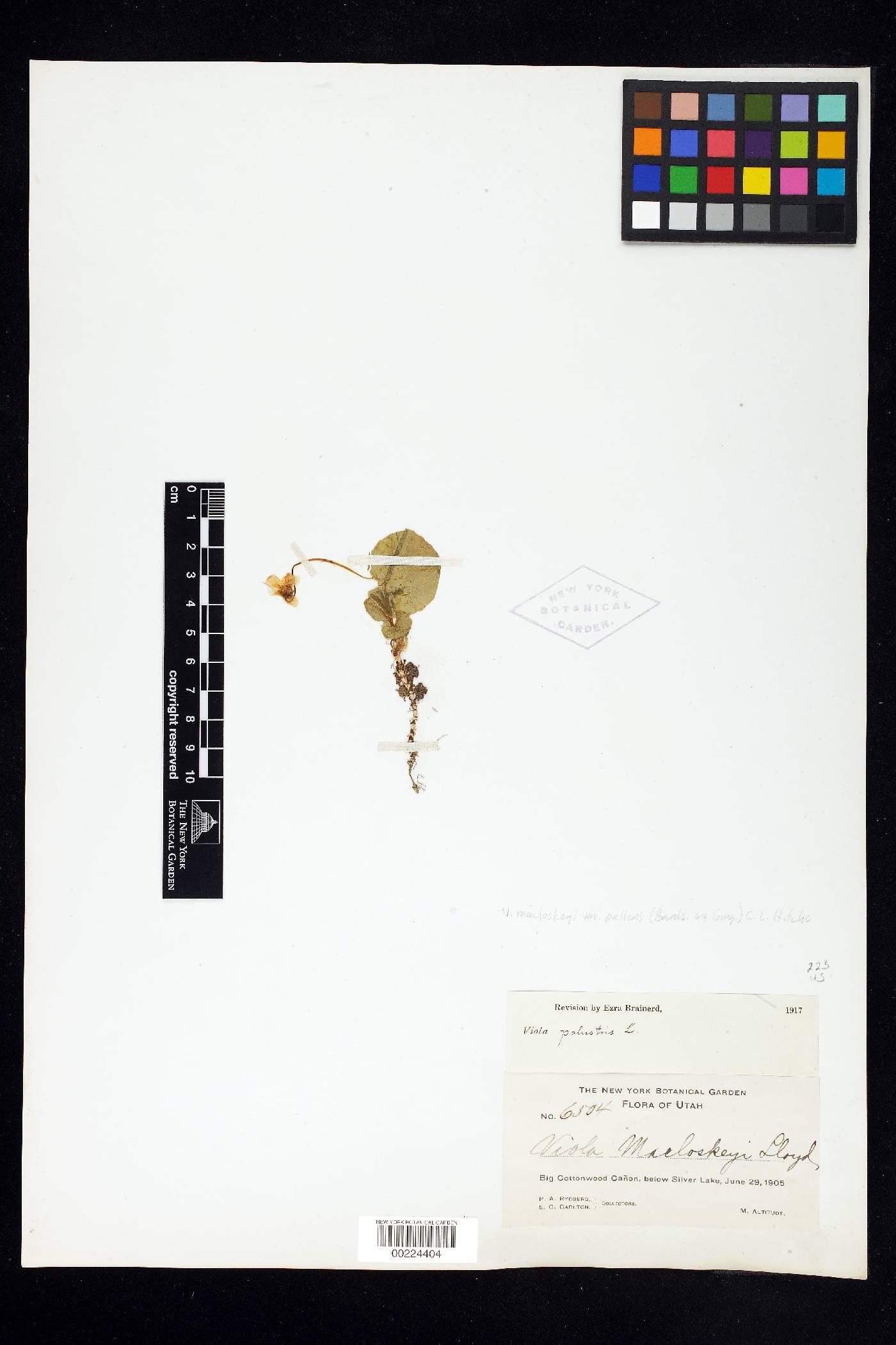 Viola macloskeyi var. pallens image