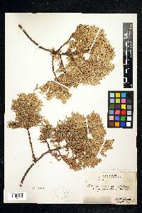 Thuja occidentalis image