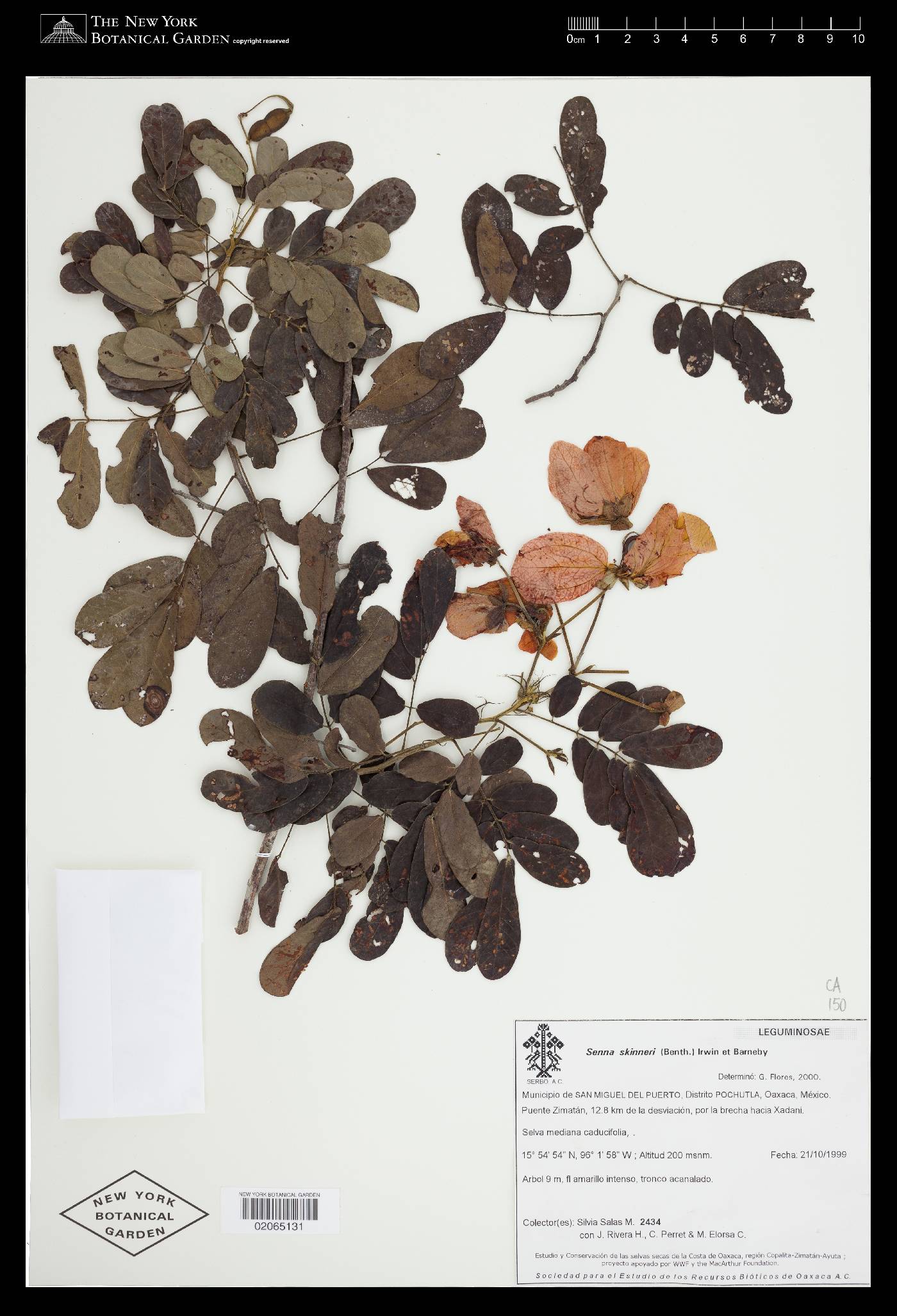 Senna skinneri image