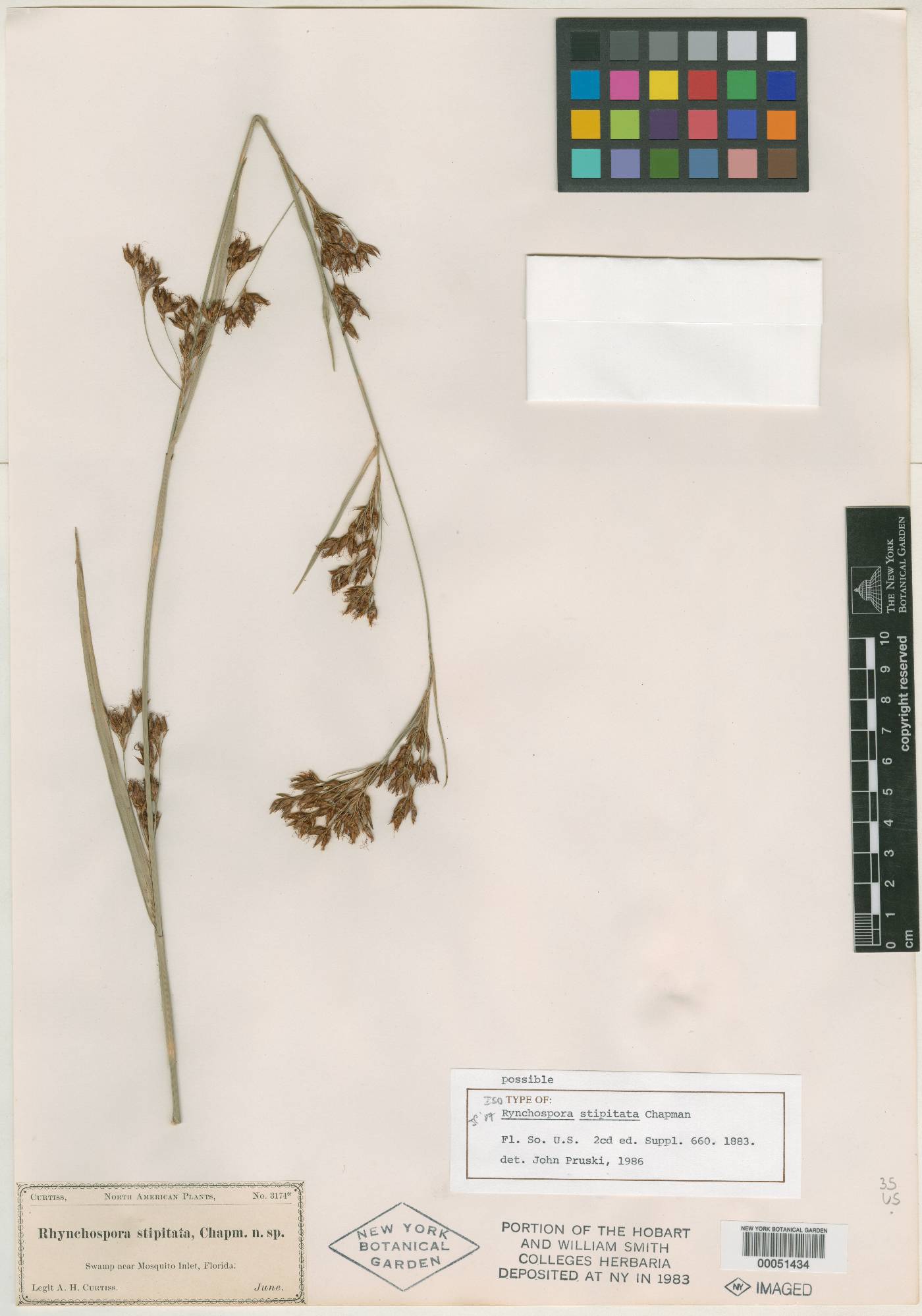 Rhynchospora stipitata image