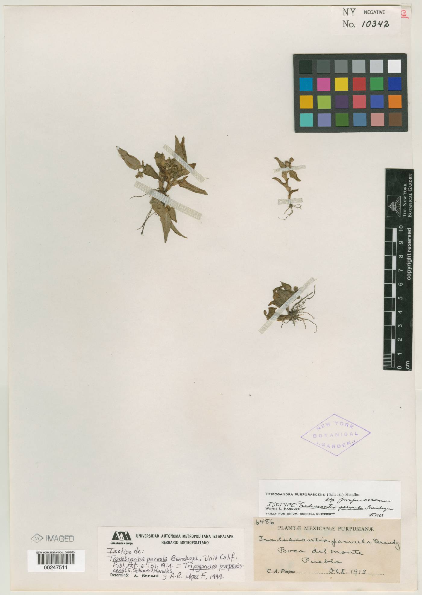 Callisia purpurascens subsp. purpurascens image