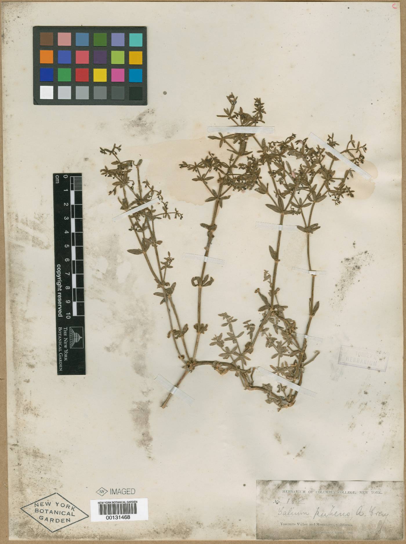 Galium pubens image