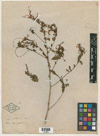 Semeiandra grandiflora image