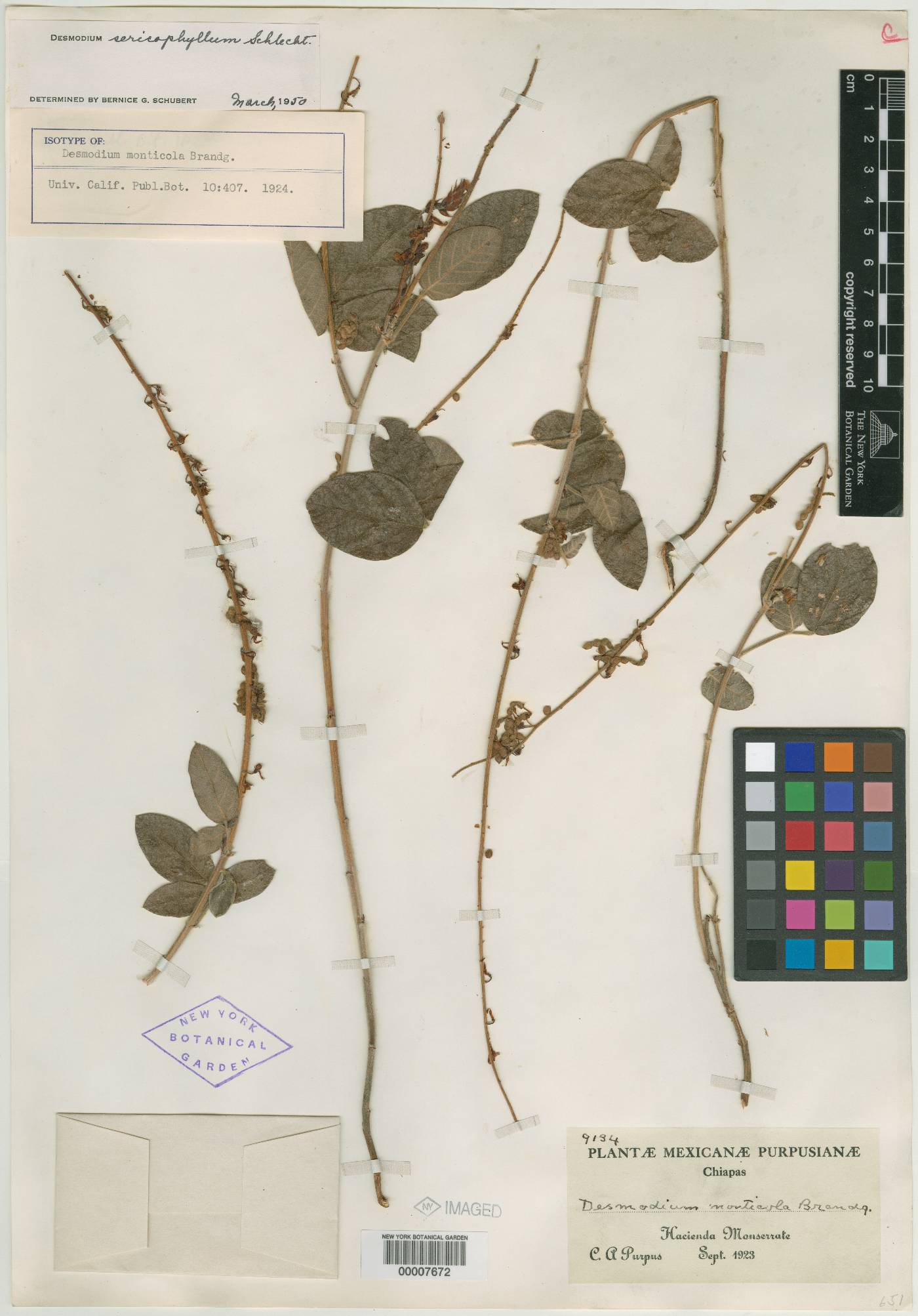 Desmodium monticola image