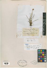 Juncus falcatus image