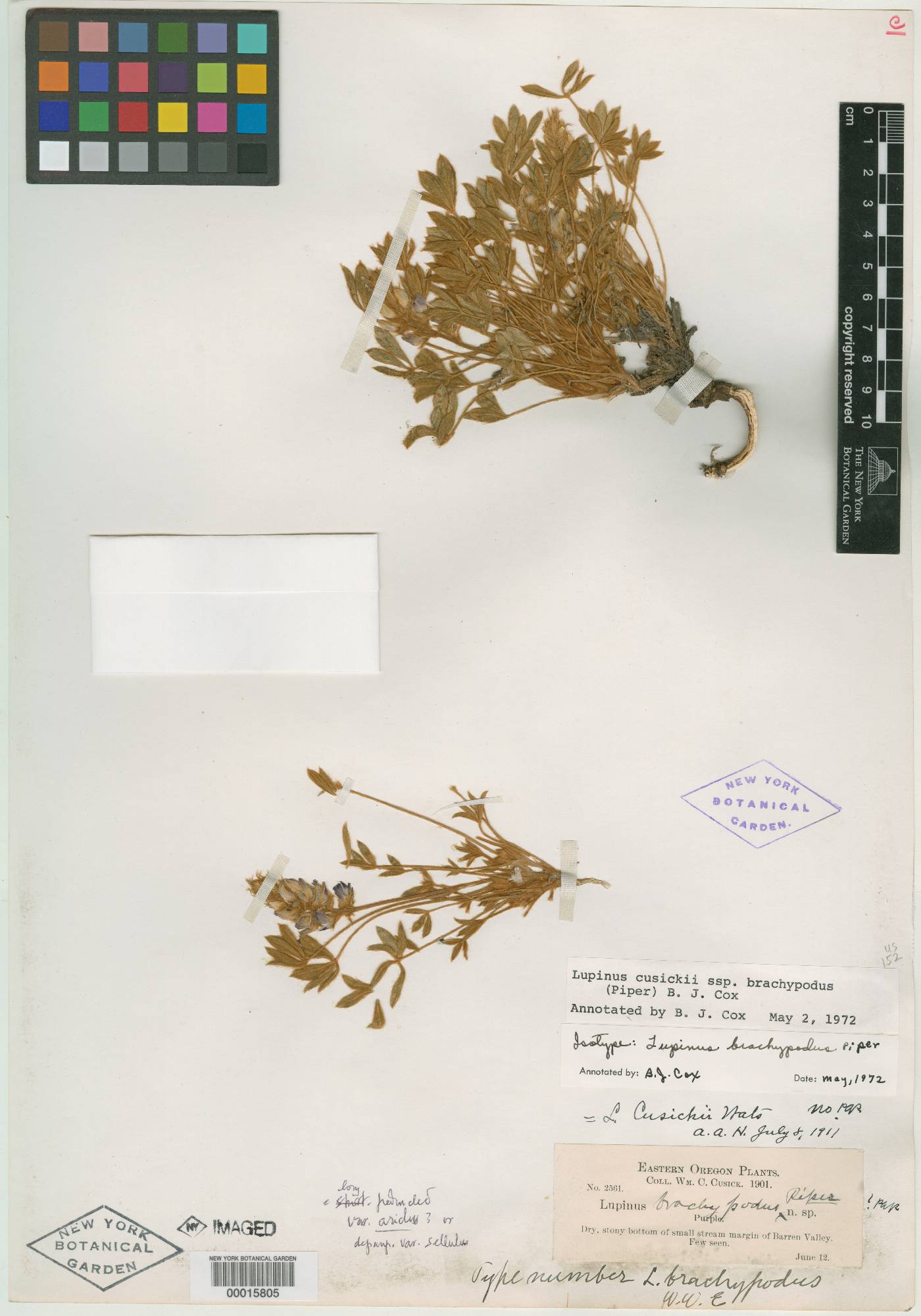 Lupinus brachypodus image