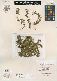 Scutellaria oaxacana image