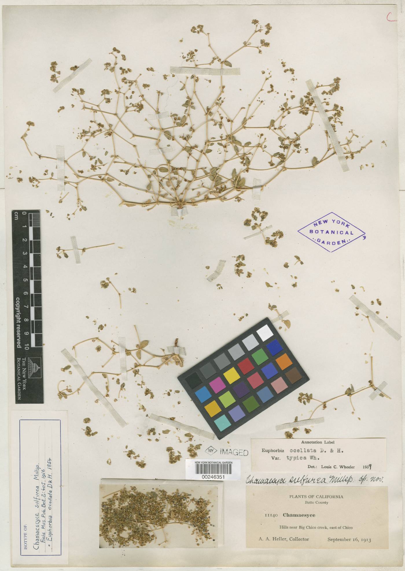 Chamaesyce sulfurea image